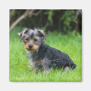 Niedlicher Baby Yorkie Welpe traurige Augen Ausdru Magnet