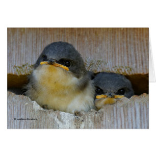 Niedlicher Babybaum Schlucken Schwangvögel in Nest