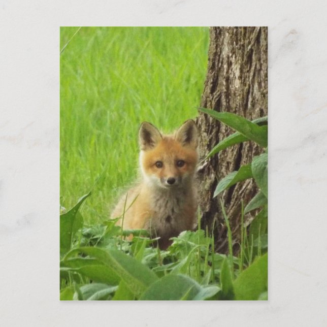 Niedlicher Babyfuchs im Frühjahr Postkarte (Vorderseite)