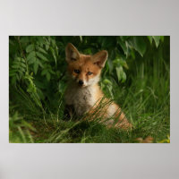 Niedlicher Babyfuchs in einem grünen Wald