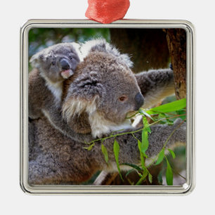 Niedlicher Babykoalabär mit Mamma in einem Baum Silbernes Ornament