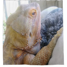 Niedlicher bärtiger Drache herauf nahes Bild