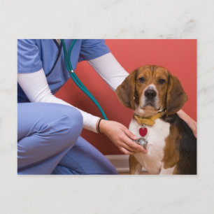 Niedlicher Beagle Hund Erlangung einer tierärztlic Postkarte