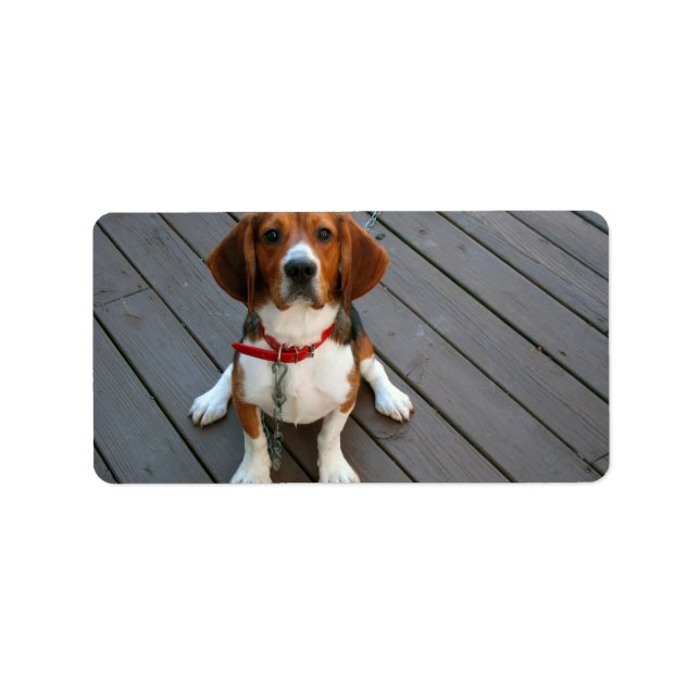 Niedlicher Beagle Hund je Adressaufkleber (Vorne)
