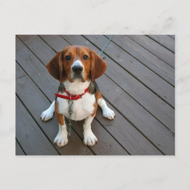 Niedlicher Beagle Hund je Postkarte (Vorderseite)