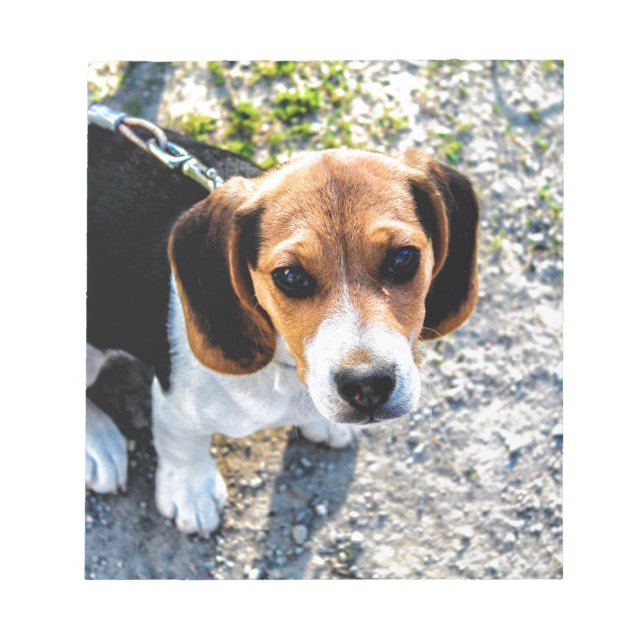Niedlicher Beagle Notizblock (Vorderseite)