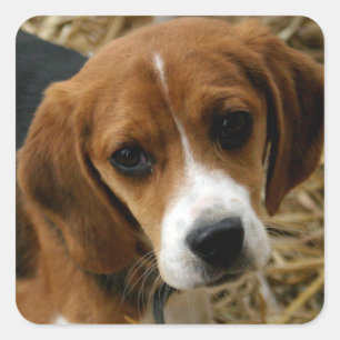 Niedlicher Beagle Welpen-Hund Grußkleber Quadratischer Aufkleber