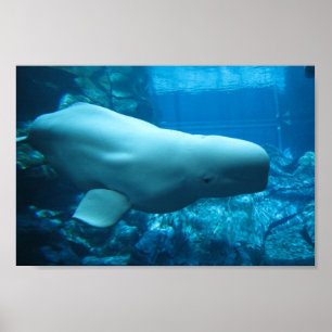 Niedlicher Beluga-Wal im Aquarium in Georgia Poster