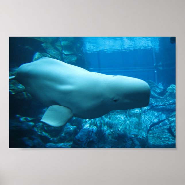 Niedlicher Beluga-Wal im Aquarium in Georgia Poster (Vorne)