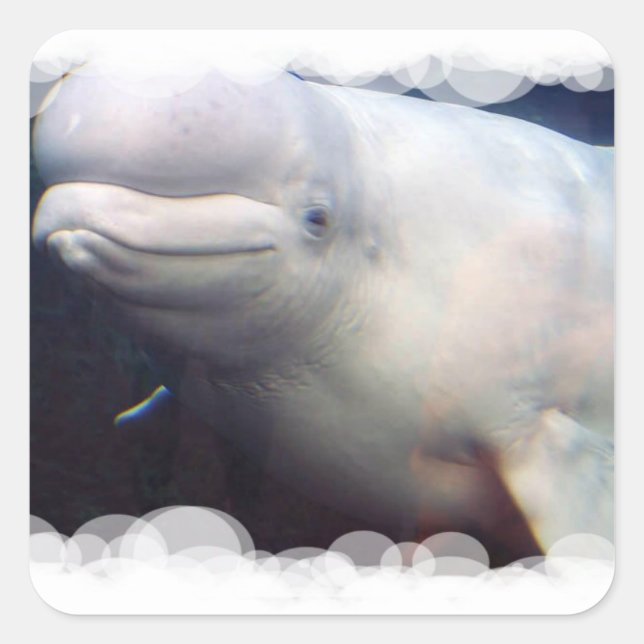 Niedlicher Beluga Whale Sticker (Vorderseite)