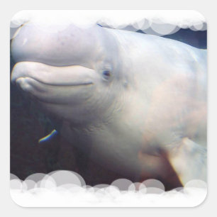 Niedlicher Beluga Whale Sticker