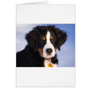 Niedlicher Berner Hund