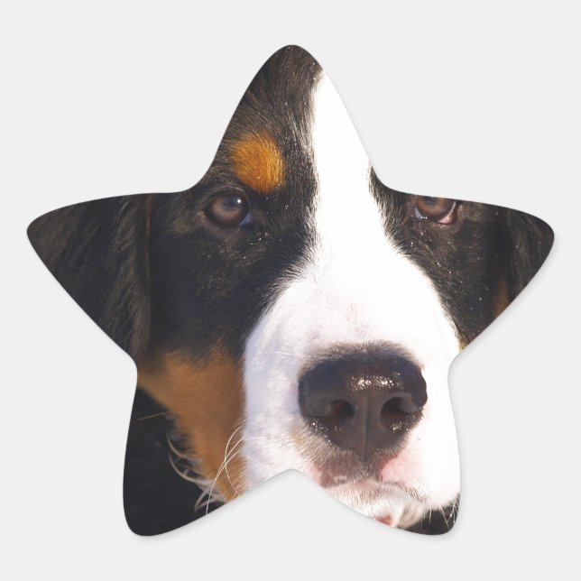 Niedlicher Berner Hund Stern-Aufkleber (Vorderseite)