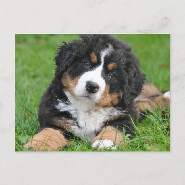 Niedlicher Berner Hund Welpe Postkarte (Vorderseite)
