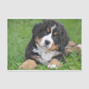 Niedlicher Berner Hund Welpe Seidenpapier
