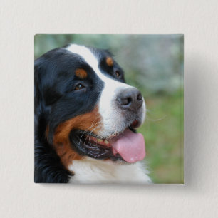 Niedlicher Bernese Knopf Button