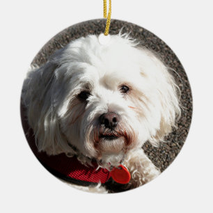 Niedlicher bichon frise Hund Keramikornament