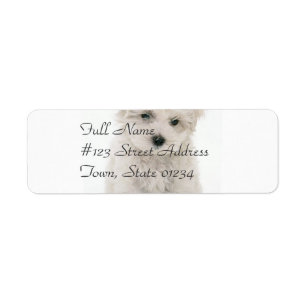 Niedlicher Bichon Frise Mailings-Aufkleber