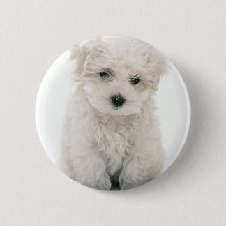 Niedlicher Bichon Frise runder Knopf Button
