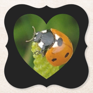 Niedlicher Big Ladybug in einem Untersetzer auf de