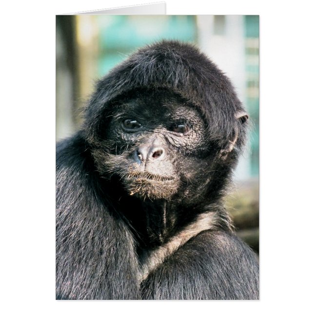NIEDLICHER BLACK SPIDER MONKEYCard (Vorne)