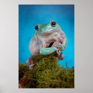 Niedlicher Blaue Phase Weißer Baumfrosch lächelnd Poster