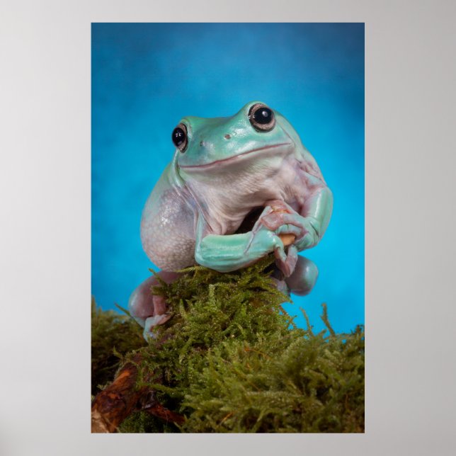 Niedlicher Blaue Phase Weißer Baumfrosch lächelnd Poster (Vorne)