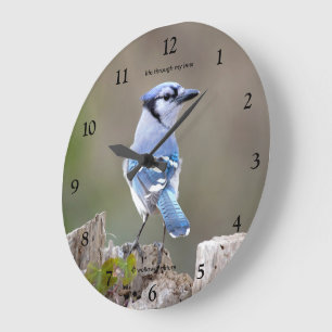 Niedlicher Blauhäher Singvogel posiert auf Baumstu Große Wanduhr