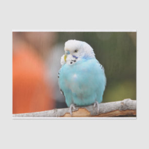 Niedlicher Blue Budgie Bird auf einer Baumzweigung Seidenpapier