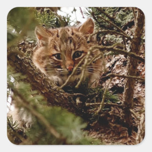 Niedlicher Bobcat Kitten in einem Baum Quadratischer Aufkleber
