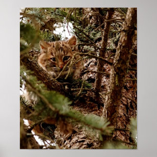 Niedlicher Bobcat Kitten in einem Baumposter Poster