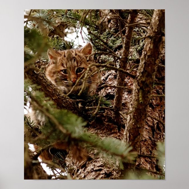 Niedlicher Bobcat Kitten in einem Baumposter Poster (Vorne)