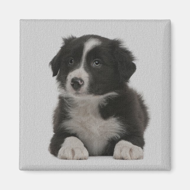 Niedlicher Border Collie Puppy Dog Custom Magnet (Vorne)