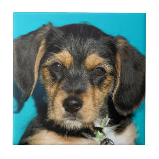 Niedlicher Borkie Welpe Fliese