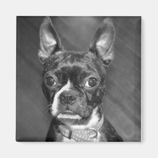 Niedlicher Boston Terrier-Magnet Magnet