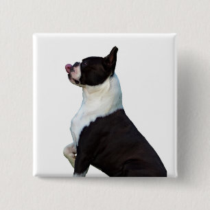 Niedlicher Boston Terrier Square Button