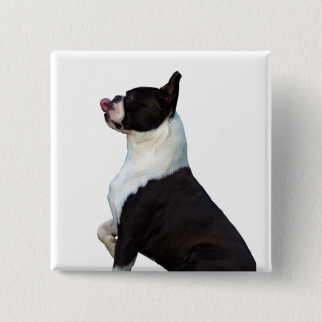 Niedlicher Boston Terrier Square Button (Vorderseite)