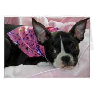 Niedlicher Boston-Terrier-Welpe
