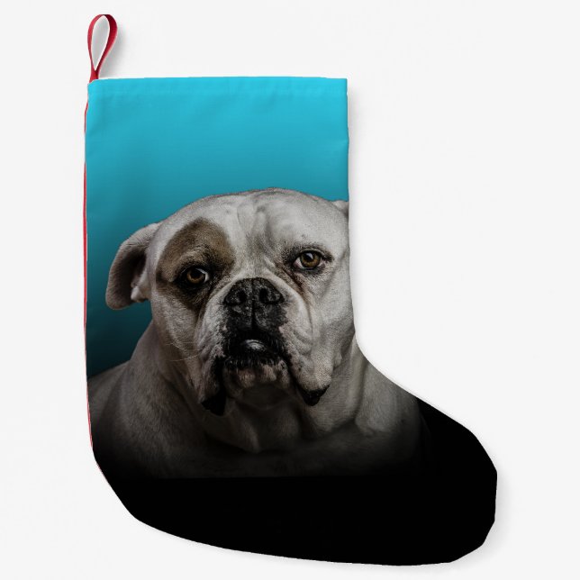 Niedlicher Boxer Hund mit blauem schwarzem Hinterg Kleiner Weihnachtsstrumpf (Vorderseite)