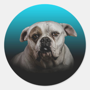 Niedlicher Boxer Hund mit blauem schwarzem Hinterg Runder Aufkleber