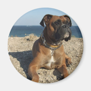 Niedlicher Boxer-Hundemagnet Magnet