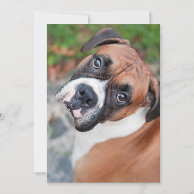 Niedlicher Boxhund (Vorderseite)