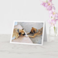 Niedlicher Bruder und Schwester, Hundeportrait