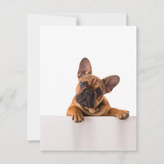 Niedlicher Bulldog | Sehr Niedlich, English Bulldo Einladung