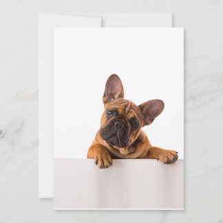Niedlicher Bulldog | Sehr Niedlich, English Bulldo Feiertagskarte
