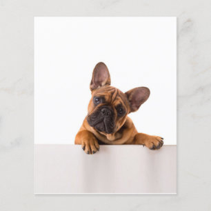 Niedlicher Bulldog Sehr Niedlich, English Bulldo Flyer