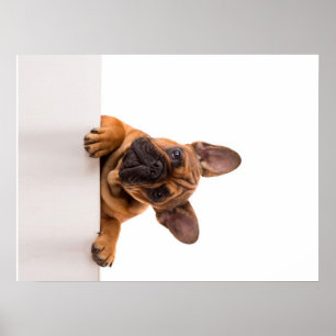 Niedlicher Bulldog   Sehr Niedlich, English Bulldo Poster