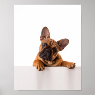 Niedlicher Bulldog   Sehr Niedlich, English Bulldo Poster