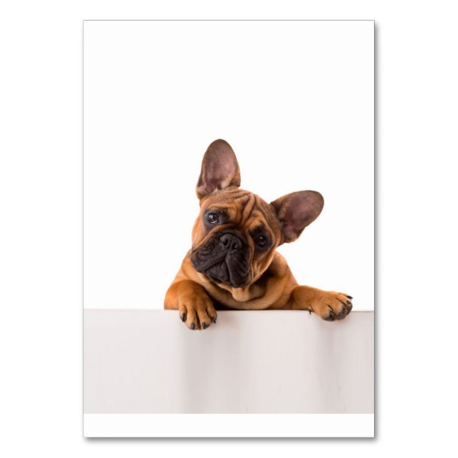 Niedlicher Bulldog | Sehr Niedlich, English Bulldo Tischnummer (Vorderseite)