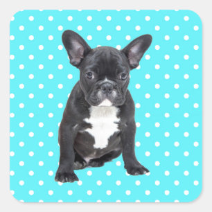 Niedlicher Bulldog Welpe Blue Polka Dots Quadratischer Aufkleber